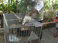 Environmental Health Office Jakarta arrests cats roaming the neighborhood residents in Jakarta, on April, 12, 2017. They made arrests Wild A...