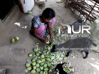 A village girl cuts fresh mangoes before she dried it in the Sun shine to make pickle for her family outskirts of the eastern Indian state O...