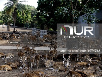 Deers look in the shadow of a tree as they shelter there to protect from Sun in a hot afternoon in their captive at the Deer Park at Cuttack...
