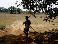  A villager holds a handmade umbrella to protect from Sun as he keeps watches his buffalo herd grazing in the field in hot afternoon outskir...