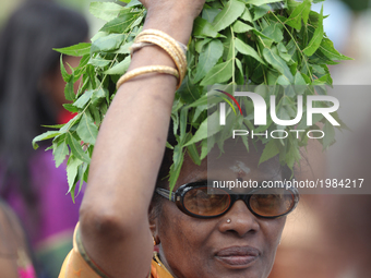 Tamil Hindu devotee carrying a pot of milk covered with limes and margosa leaves on her head during the Murugan Ther Festival at a Tamil Hin...