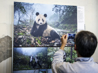 Ami Vitale 'Pandas Gone Wild' (Nature, second prize stories) photo on the opening of World Press Photo 2017 exhibition in the former Powerho...