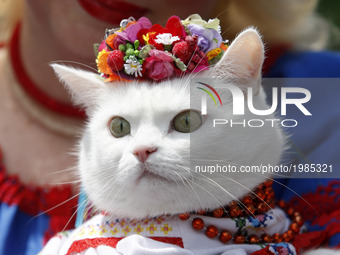 A woman holds her cat dressed in traditional Ukrainian embroidered blouse Vyshyvanka,during the 