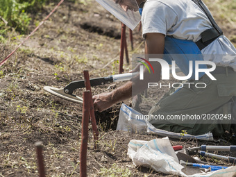 Deminers of HALO Trust organisation searching for landmines with his metal detector in the hills of Nagorno Karabakh, on 13 June 2017. Mines...