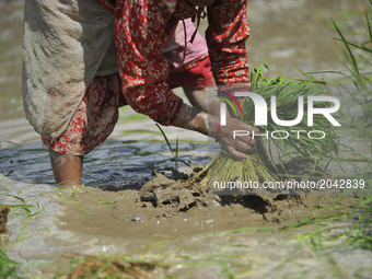 Nepalese people take out the rice samplings for plantation in the rice paddy field at Khokana, Patan, Nepal on Saturday, June 24, 2017. The...