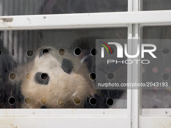 Panda Meng Meng is pictured during the welcoming event of the panda couple at the cargo terminal of the Airport Schoenefeld in Schoenefeld,...