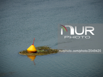 A buoy surronded by algae. Due to warm weather, low waters and intensive use of fertilizers (mainly nitrogen and phosphorus) by farmers, the...