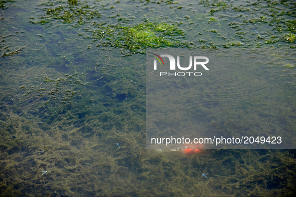 A plastic bottle in algae in the Garonne river. Due to warm weather, low waters and intensive use of fertilizers (mainly nitrogen and phosph...