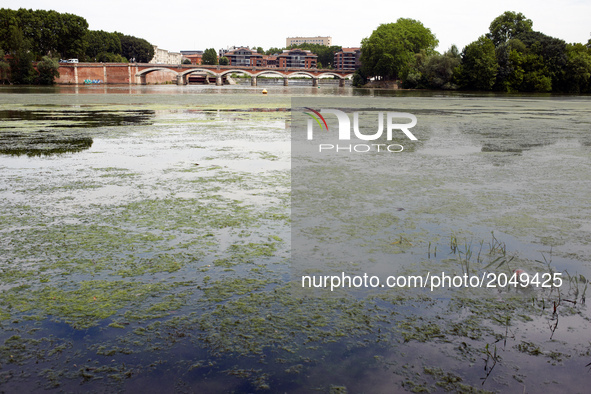 Due to warm weather, low waters and intensive use of fertilizers (mainly nitrogen and phosphorus) by farmers, the Garonne river is victim of...