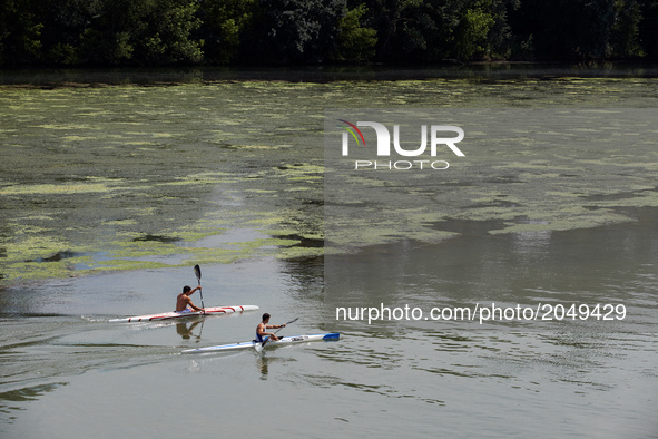 Two men practice canoe in the eutrophicated Garonne river. Due to warm weather, low waters and intensive use of fertilizers (mainly nitrogen...