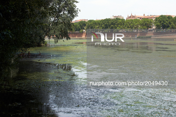 The river Garonne from the 'Prairie des filtres'. Due to warm weather, low waters and intensive use of fertilizers (mainly nitrogen and phos...
