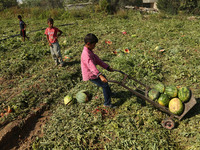 Palestinian children collect watermelon from their field located near the border with Israel in Beit Lahia  northern Gaza Strip on July 15,...