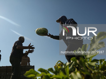 palestinian farmers collect watermelon from their field located near the border with Israel in the northern Gaza Strip on July 15, 2017.
 (