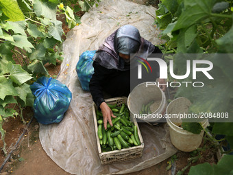 Palestinian farmer Sabah Abu Halima gathered the Cucumber inside her farm  in Beit Lahiya, northern Gaza Strip, Wednesday, July 19, 2017. (