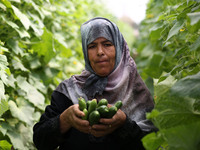 Palestinian farmer Sabah Abu Halima gathered the Cucumber inside her farm  in Beit Lahiya, northern Gaza Strip, Wednesday, July 19, 2017. (