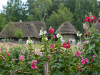 Flowers in the garden outside one of houses, inside the Folk Culture Open-Air Museum in Kolbuszowa. 
On Sunday, July 16, 2017, in Kolbuszowa...