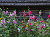 Flowers outside a house built in the second half of the 19th century, in the Folk Culture Open-Air Museum in Kolbuszowa. 
On Sunday, July 16...