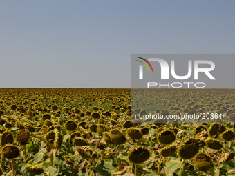 UKRAINE - AUGUST 7: Sunflowers over the blue sky. (