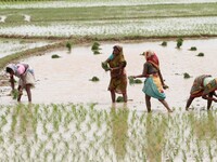 Village living women look at the agricultural paddy field as they are busy in the paddy saplings replanting works after the monsoon downpour...