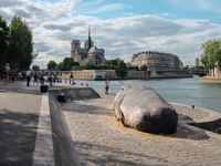 Demostration against the whales hunting: an association made a giant whales in front of the Notre Dame Cathedral in Paris on 21 July 2017. (