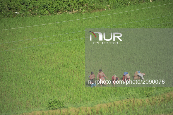 Nepalese farmer's take out the grass from the rice field at Chhampi, Patan, Nepal on Saturday, July 22, 2017.  