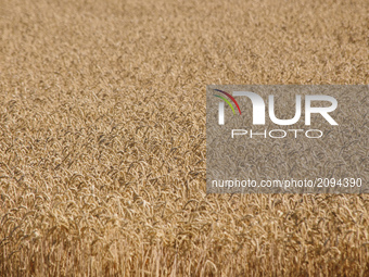 Wheat field. Harvesting combines in the fields of Novovodolazhsky district of Kharkiv region, Ukraine on July 25, 2017. (