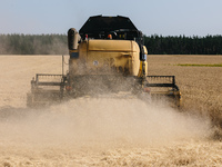 Harvester from the back. Harvesting combines in the fields of Novovodolazhsky district of Kharkiv region, Ukraine on July 25, 2017. (