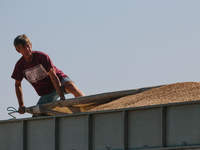 The truck driver hides harvested grain. Harvesting combines in the fields of Novovodolazhsky district of Kharkiv region, Ukraine on July 25,...