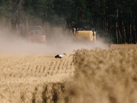 Stork selects uncollected grain. Harvesting combines in the fields of Novovodolazhsky district of Kharkiv region, Ukraine on July 25, 2017....