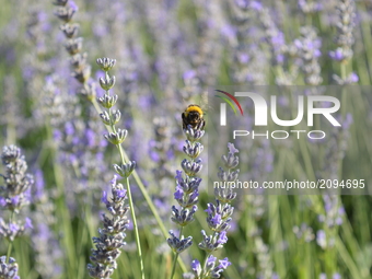 A bee collects nectar from a lavender flower at a small field during a hot summer day in Ankara, Turkey on July 25, 2017. (