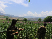Afghan policemen destroy poppy fields in Badakhshan province, one of Afghanistan's top opium producers, on August 9, 2017. In the heart of A...