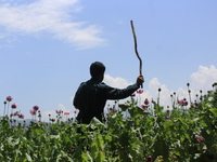 Afghan policemen destroy poppy fields in Badakhshan province, one of Afghanistan's top opium producers, on August 9, 2017. In the heart of A...