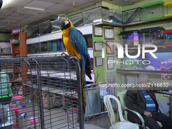 An uncaged parrot welcomes visitors to his pet shop in Adana, Turkey on April 09, 2017. Photo was taken on April 09, 2017. (
