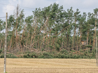 Fallen trees are seen near the Rytel, Poland on 12 August 2017 Five people have been killed and dozens injured in storms that have been wrea...