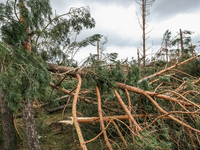 Fallen trees are seen near the Rytel, Poland on 12 August 2017 Five people have been killed and dozens injured in storms that have been wrea...