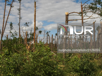 Fallen trees in the forest are seen near the Nakla village , northern Poland on 14 August 2017  Storms which on Friday 11th, August night an...