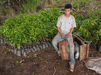A young agricultural worker  sits in front of small coffee plants in La Merced Alta, Ecuador on 29, February 2012. (
