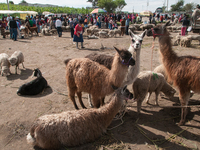 Llamas and alpacas being sold in an animal market in Otavalo, Ecuador on 16 February 2012. (