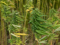 A field with industrial hemp growing in France on 15 August 2017. The cultivation of Hemp as been for the last decade the only culture with...