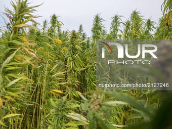 A field with industrial hemp growing in France on 15 August 2017. The cultivation of Hemp as been for the last decade the only culture with...