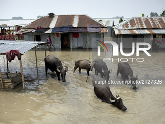 People stay in the top place when all area under the floodwater at Sariakandhi, Bogra, Bangladesh 15 August 2017. Flood-related incidents in...