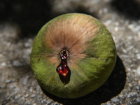 Fruit of the common fig in Artaki on Euboea on August 13, 2017(