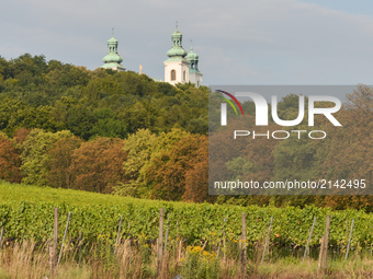A general view of Srebrna Gora Vineyard picturesquely situated in the Vistula valley at the foot of the Camaldolese monks Monastery in Biela...