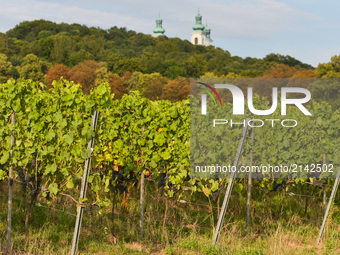 A general view of Srebrna Gora Vineyard picturesquely situated in the Vistula valley at the foot of the Camaldolese monks Monastery in Biela...