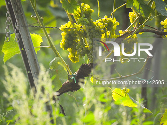 A view of grapes on vines at Srebrna Gora Vineyard, a picturesquely situated vineyard in the Vistula valley at the foot of the Camaldolese m...