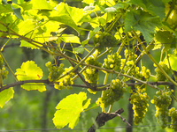 A view of grapes on vines at Srebrna Gora Vineyard, a picturesquely situated vineyard in the Vistula valley at the foot of the Camaldolese m...