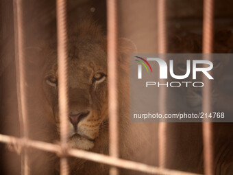  A Lion (R) and lioness look on from inside their cage at the Bisan City tourist village zoo, in Beit Hanun on August 17, 2014. The zoo, par...