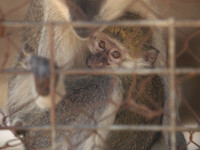 Mother embraces the small monkey in a cage at the zoo Jabaliya on August 17, 2014, completed just six months ago, and garden exhibits rangin...