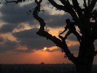 Palestinian boys by playing near an old tree east of Gaza City, in Gaza City August 18, 2014. Prime Minister Benjamin Netanyahu said on Sund...