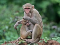 A wild monkey looks along with its baby as they are comes out from the forest as they are searching food for them outskirts of the eastern I...